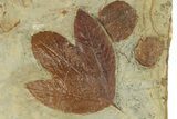 Plate with Four Fossil Leaves (Three Species) - Montana #271014-1
